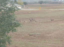 visitors near our Monticello Motel very eveningJPG