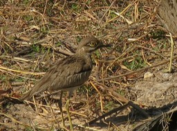 Water Thick Knee (I think)