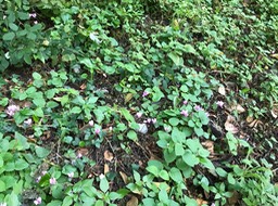 wild cyclamen along hike