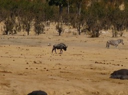 wildebeast at the water hole