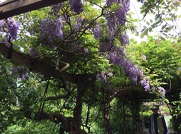 Wisteria, Leiden Univ. Botanical Gardens - 9
