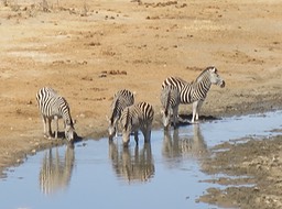 zebras at the water hole